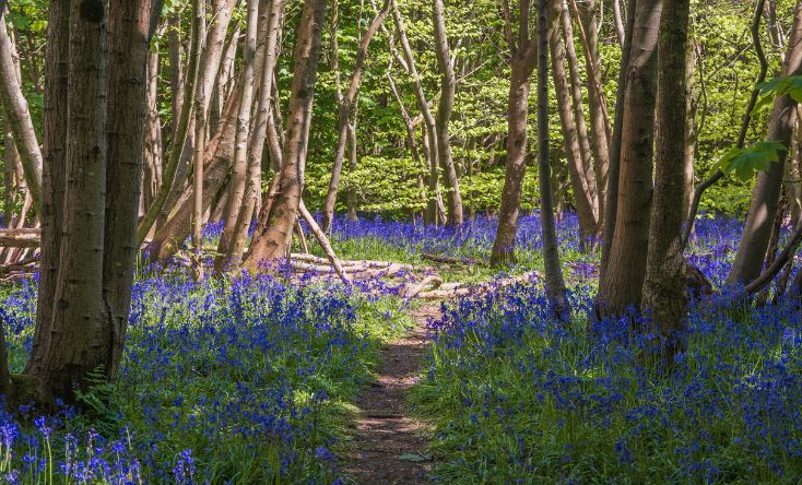 stanmer-park-image